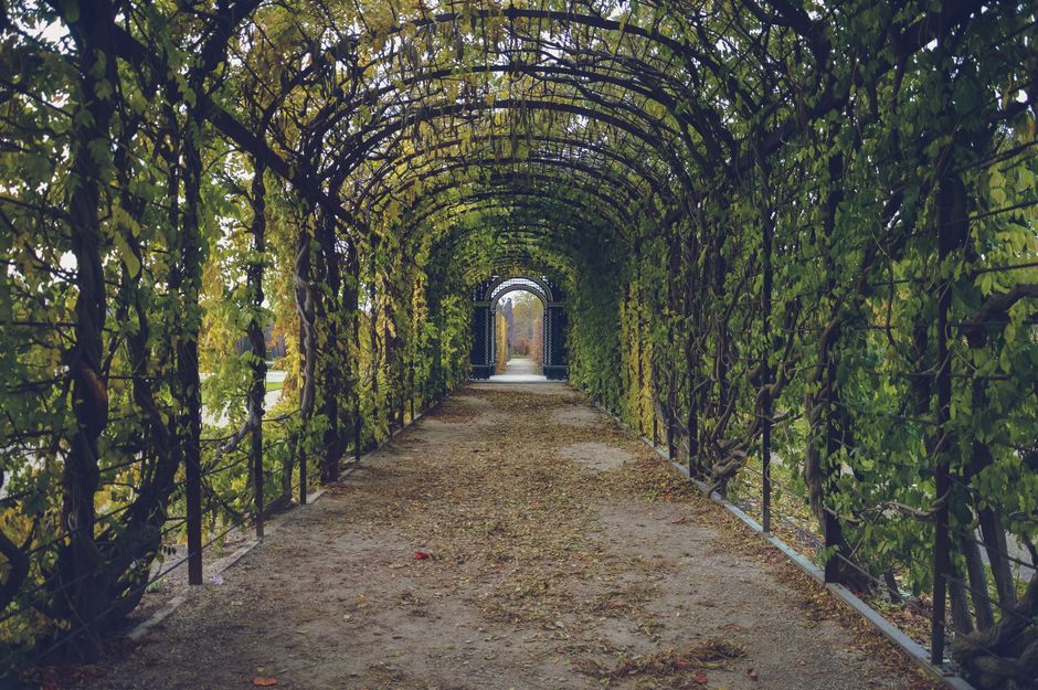 Explore a serene pathway enveloped by lush green foliage creating a natural tunnel effect.